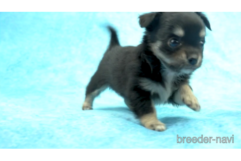 成約済の東京都のチワワ(ロングコート)-154174